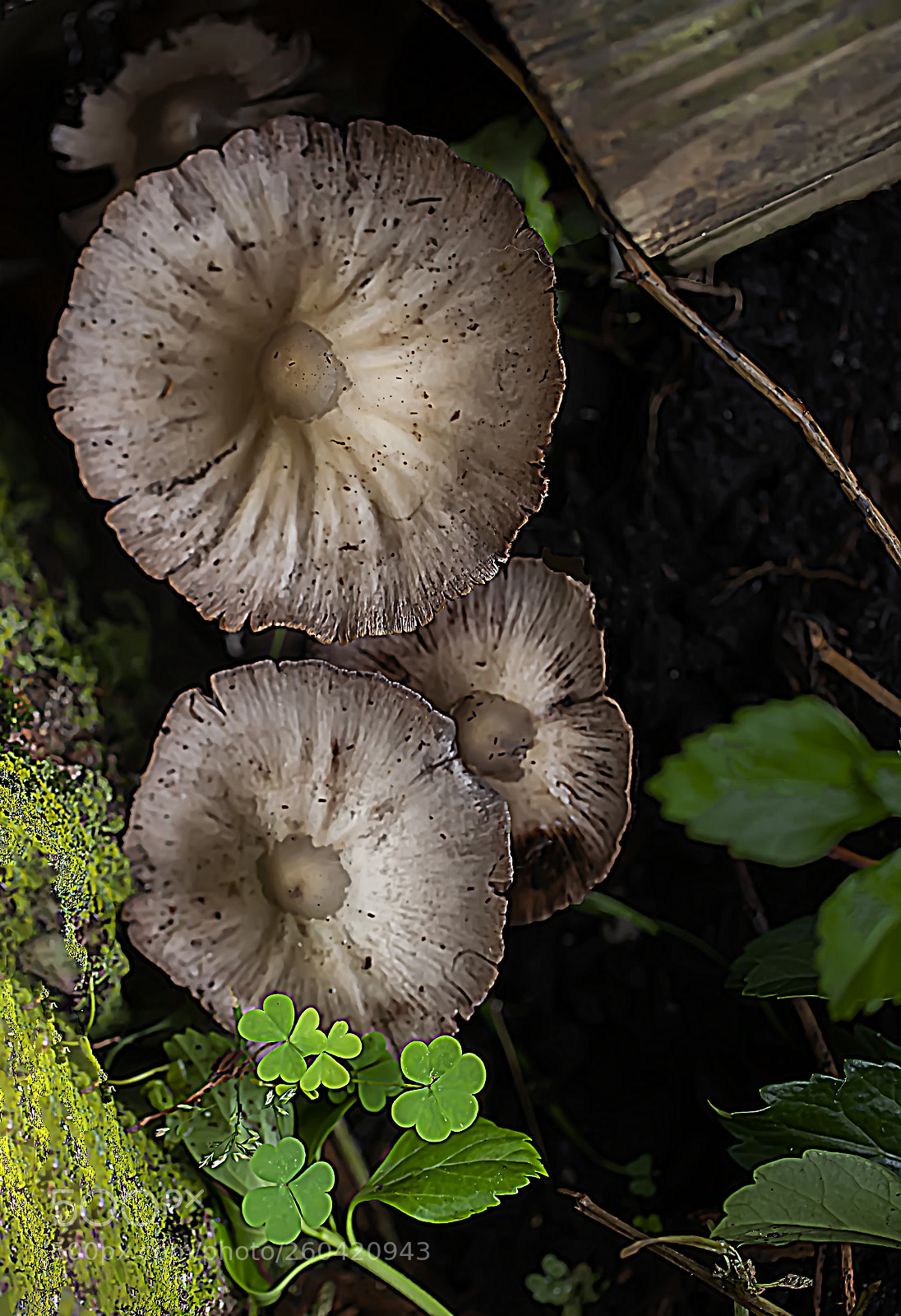 Canon EOS 5D Mark II sample photo. Mushrooms in my garden photography