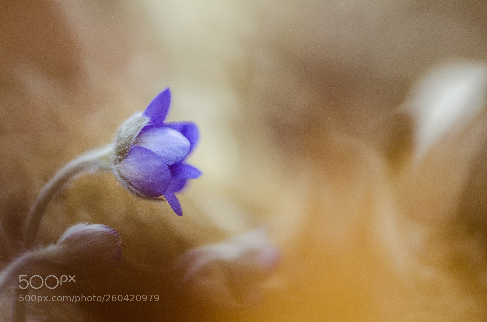 Nikon D7000 sample photo. Hepatica nobilis photography