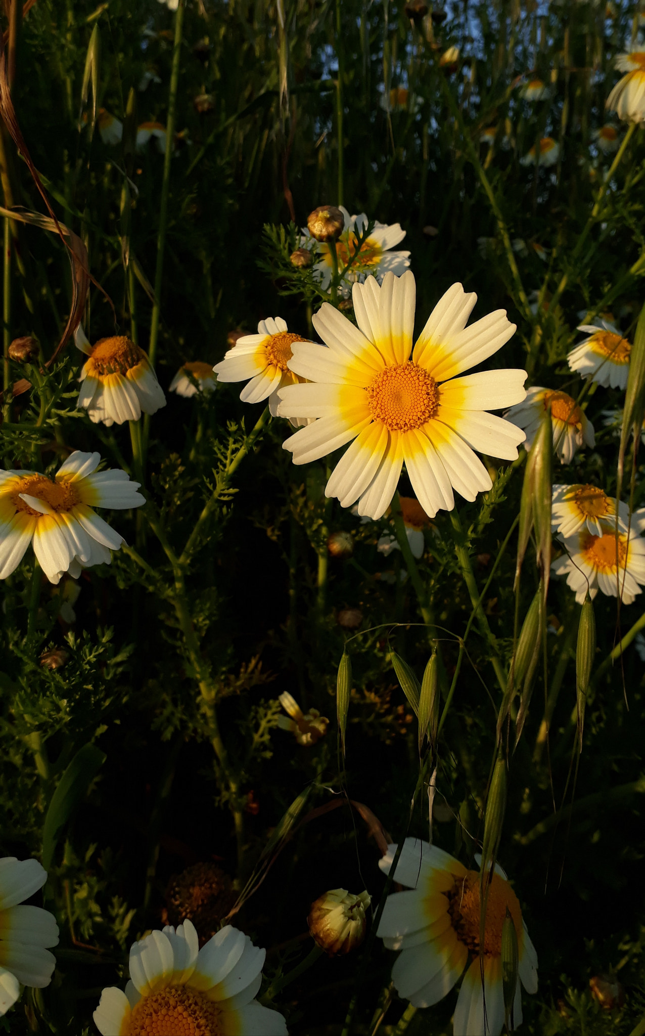 Samsung Galaxy A3(2017) sample photo. Sunny flowers photography