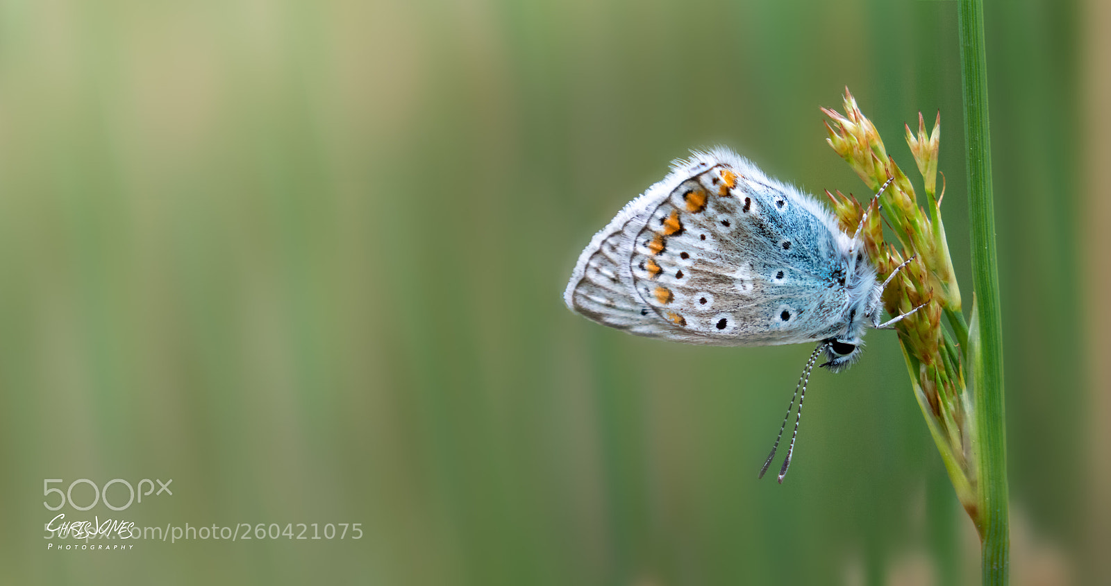 Canon EOS 7D Mark II sample photo. Common blue butterfly photography