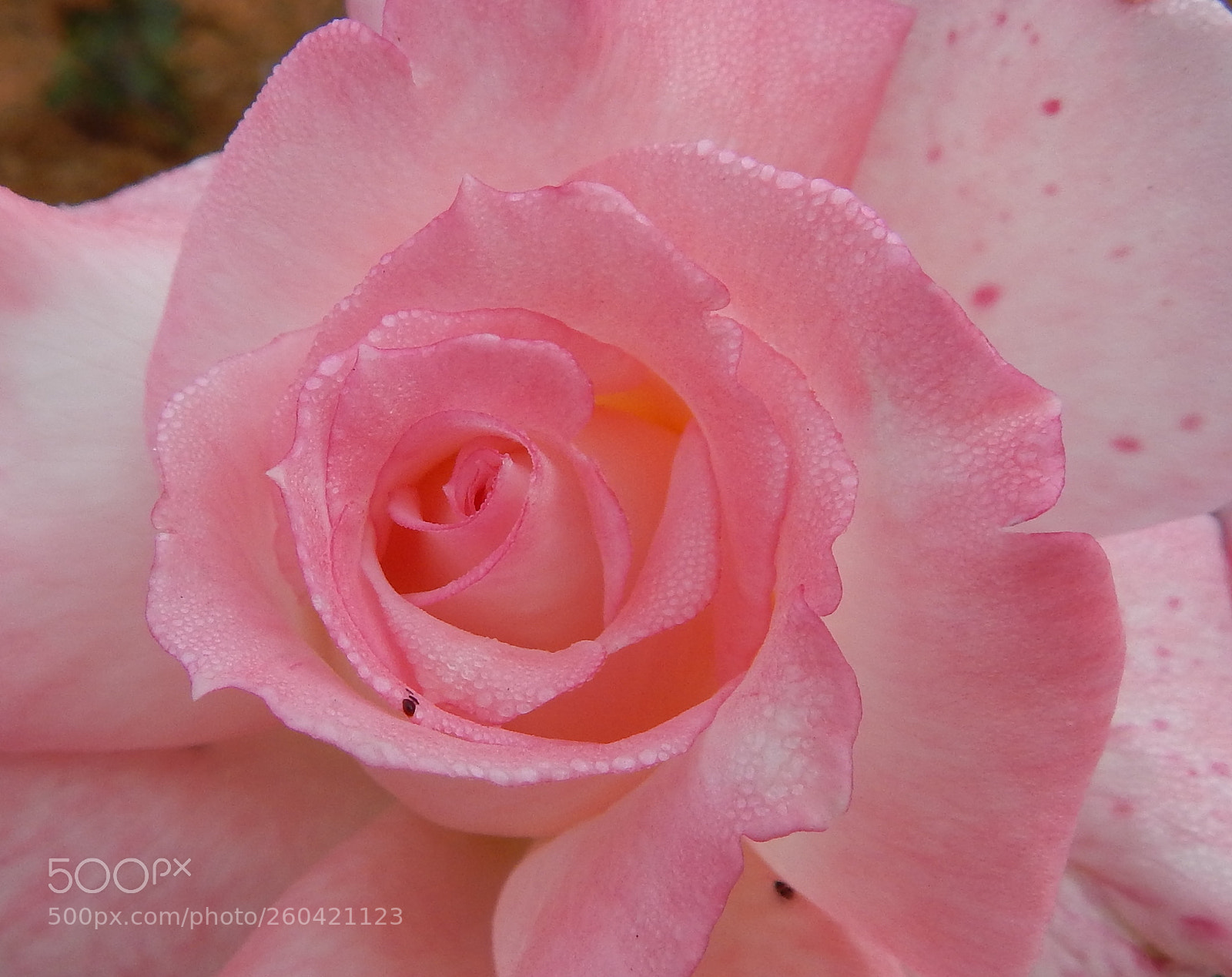 Nikon Coolpix L820 sample photo. Wetpinkrose photography