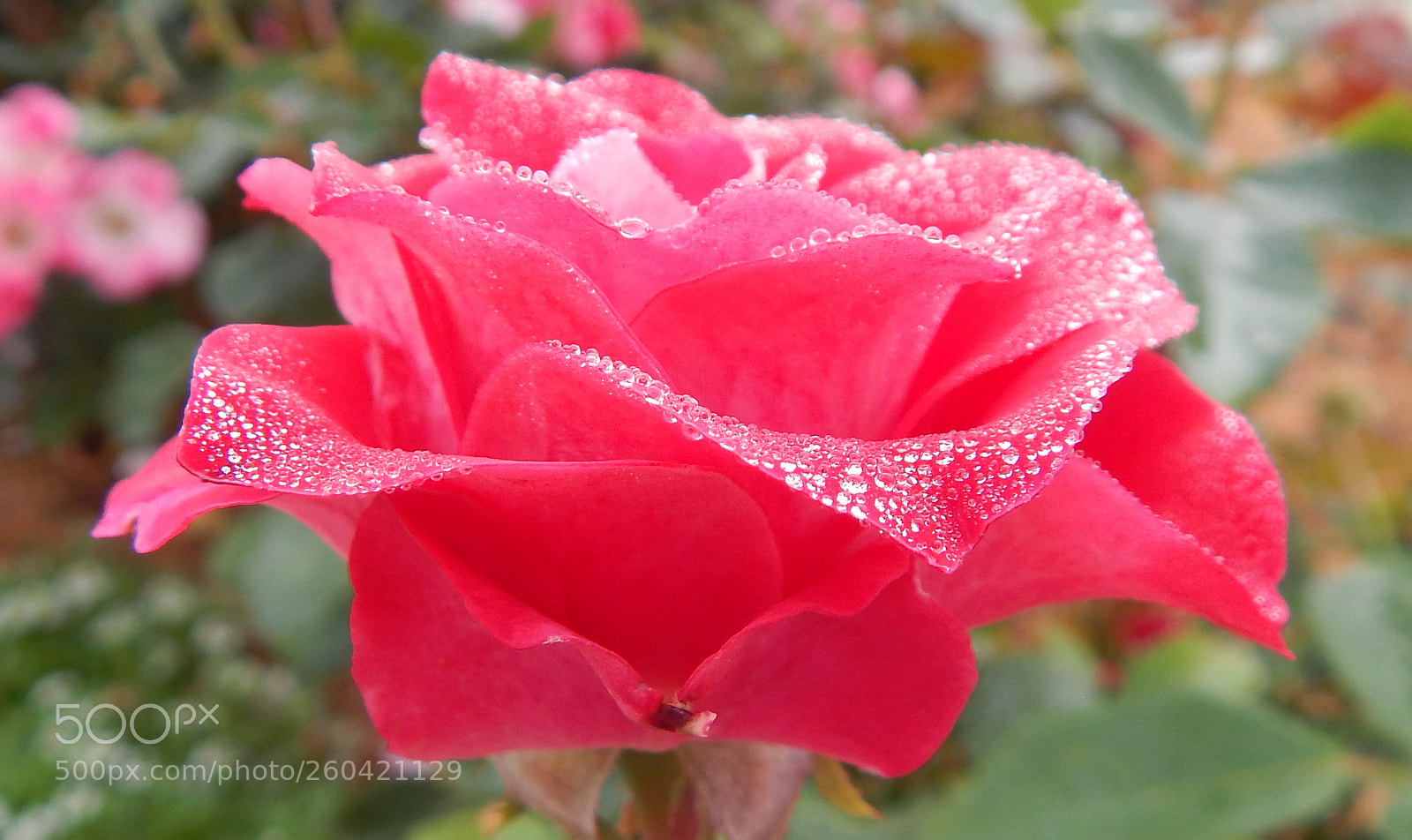 Nikon Coolpix L820 sample photo. Wetrose photography