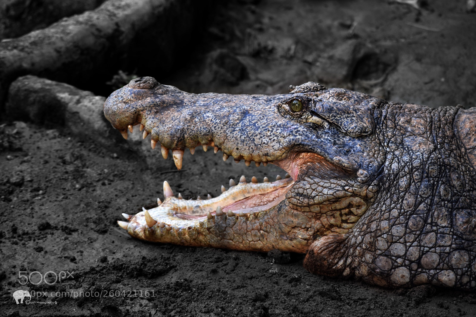 Nikon D5300 sample photo. Crocodile photography