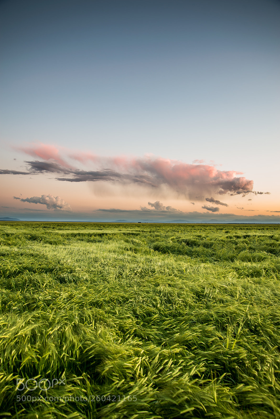Nikon D610 sample photo. On the wind. photography