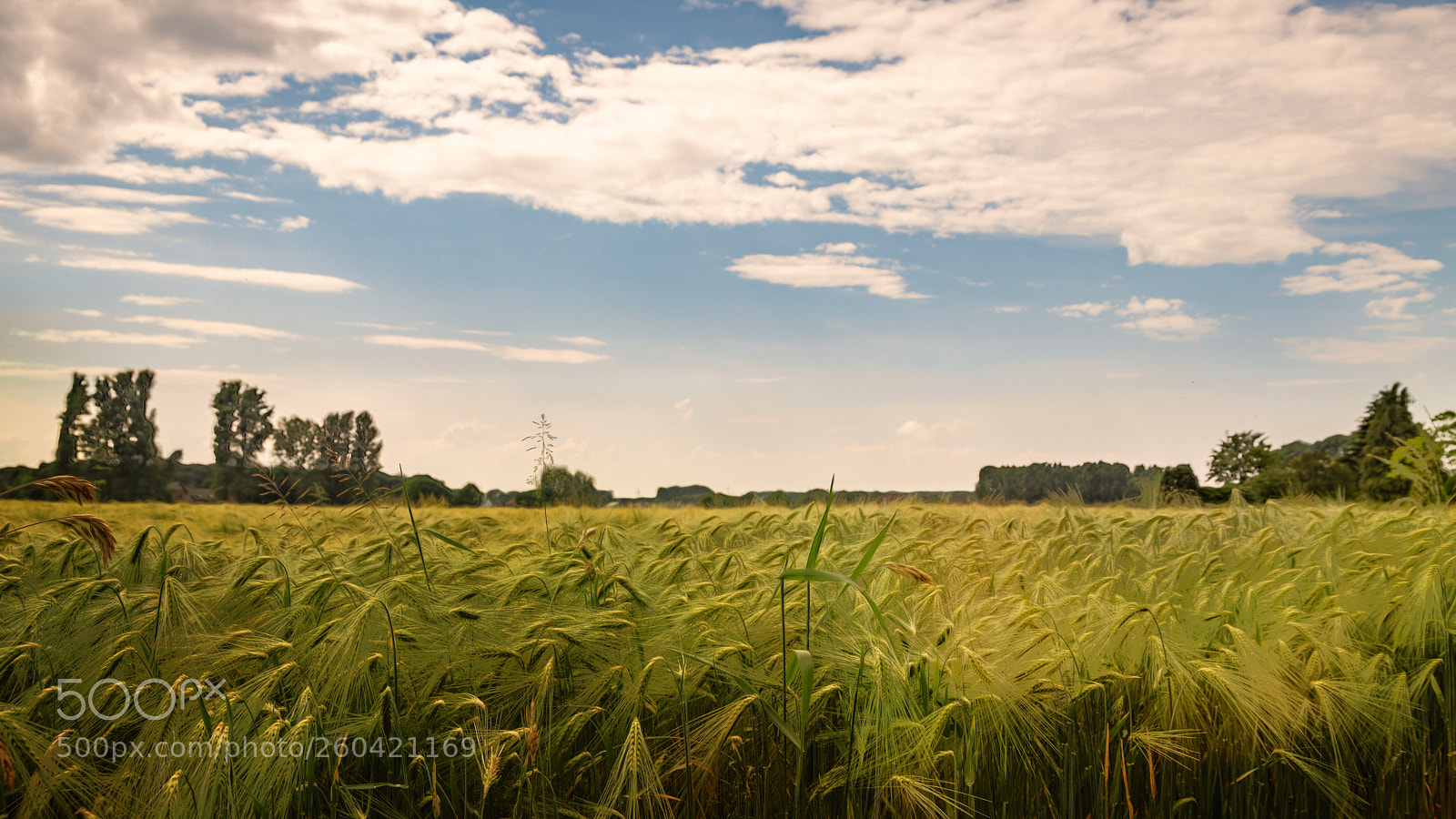 Canon EOS 6D Mark II sample photo. Feld photography
