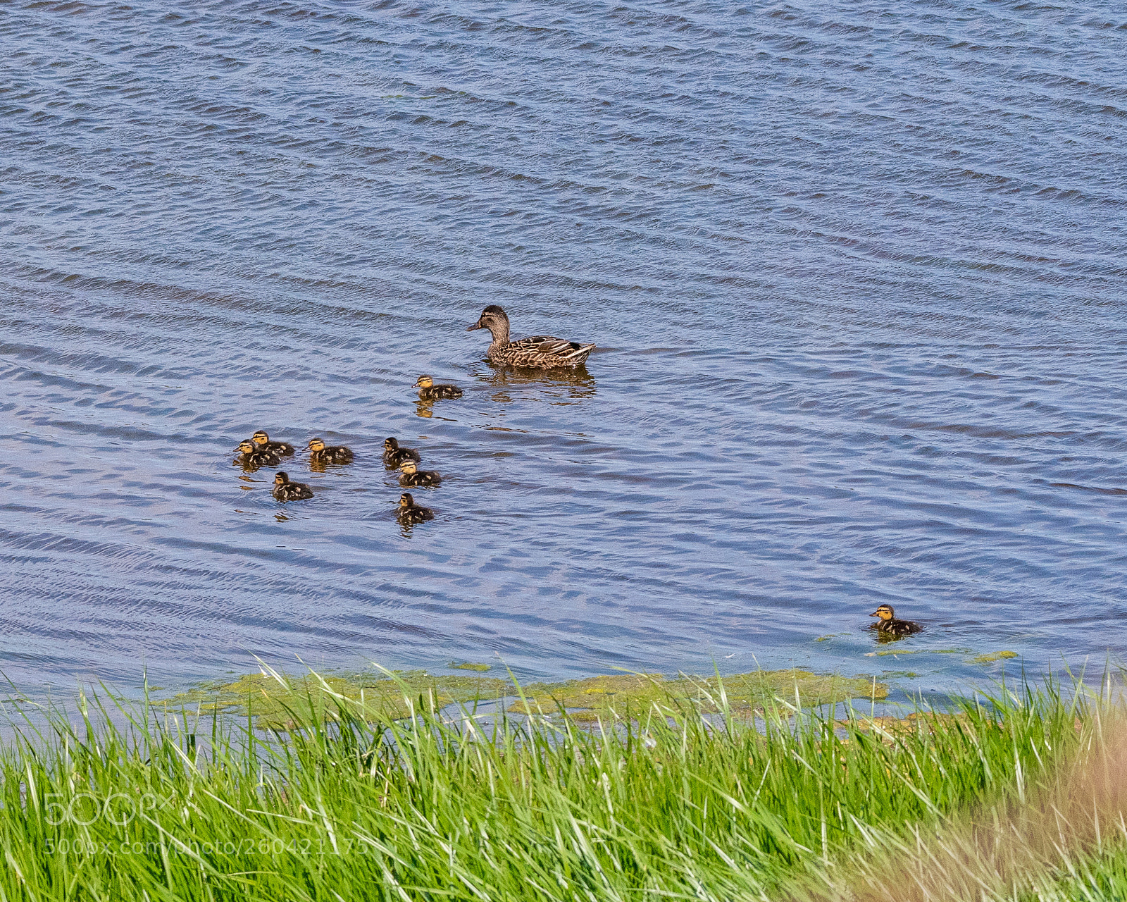 Nikon D500 sample photo. Wait for me! photography