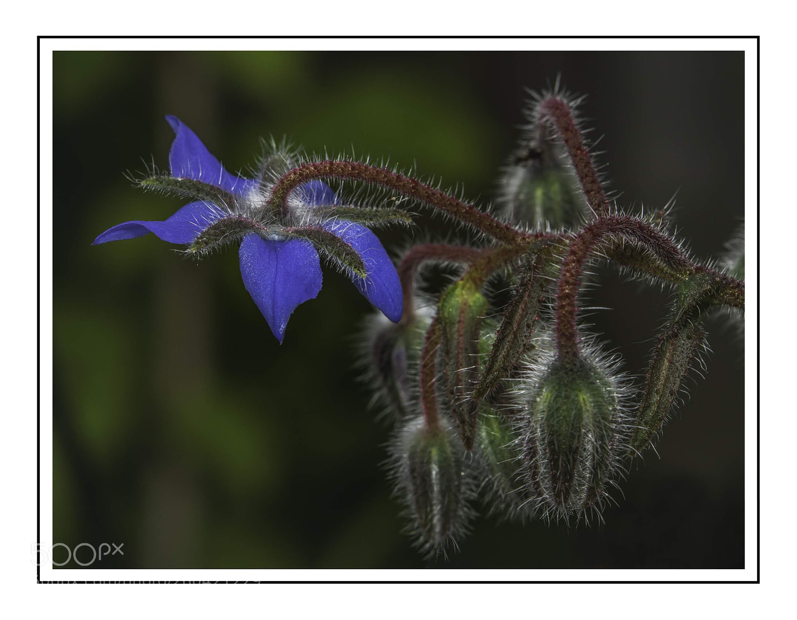 Nikon D7100 sample photo. Drooping flowers photography