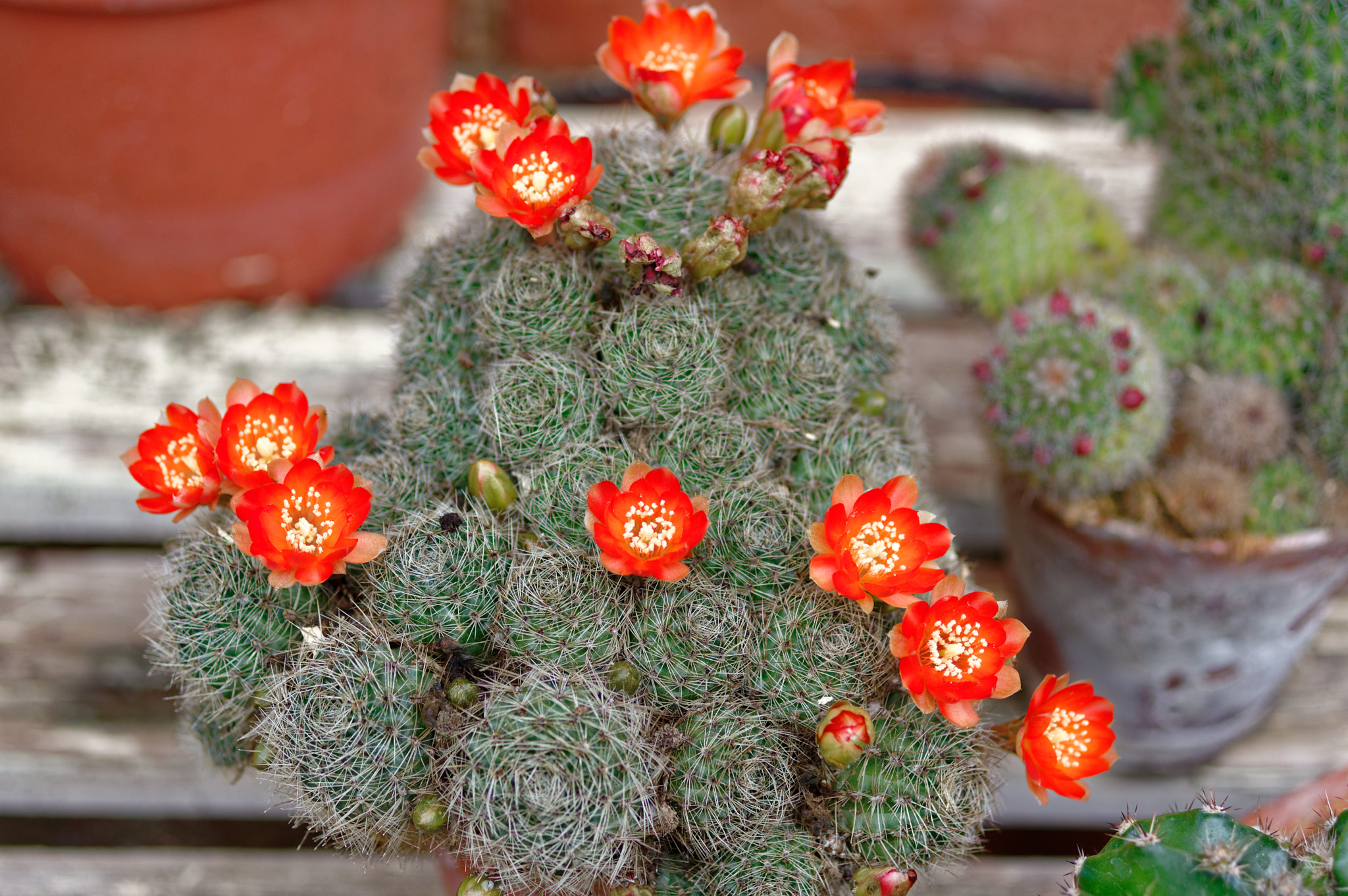 Pentax K-3 II + Pentax smc D-FA 50mm F2.8 Macro sample photo. Pentax k3 11 50mm macro . cactus photography