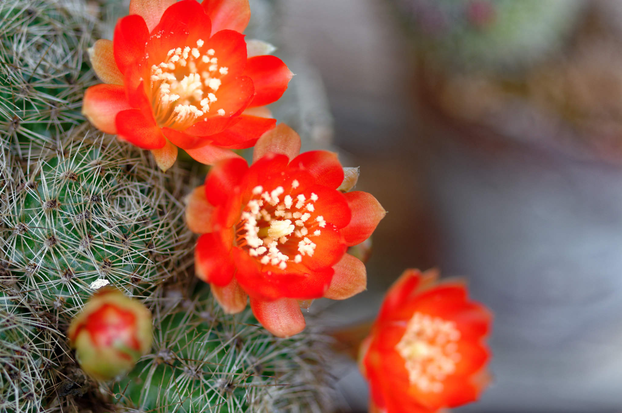 Pentax K-3 II sample photo. Pentax k3 11 50mm macro . cactus photography