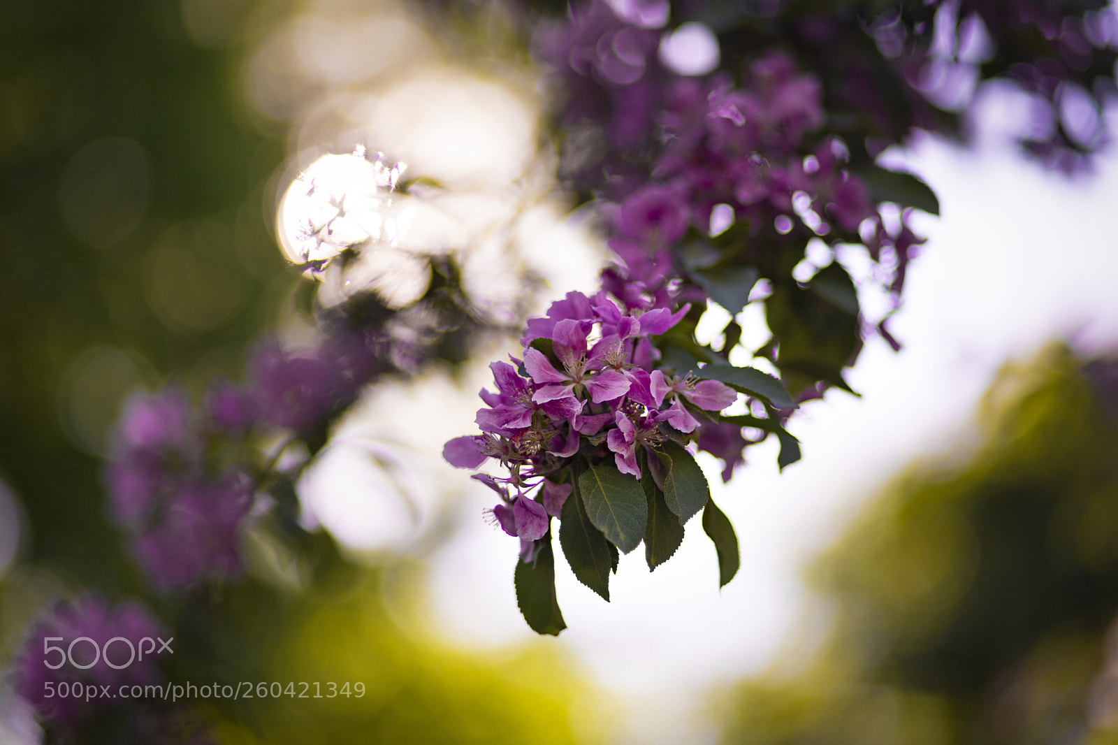 Canon EOS 6D Mark II sample photo. Cherry tree photography