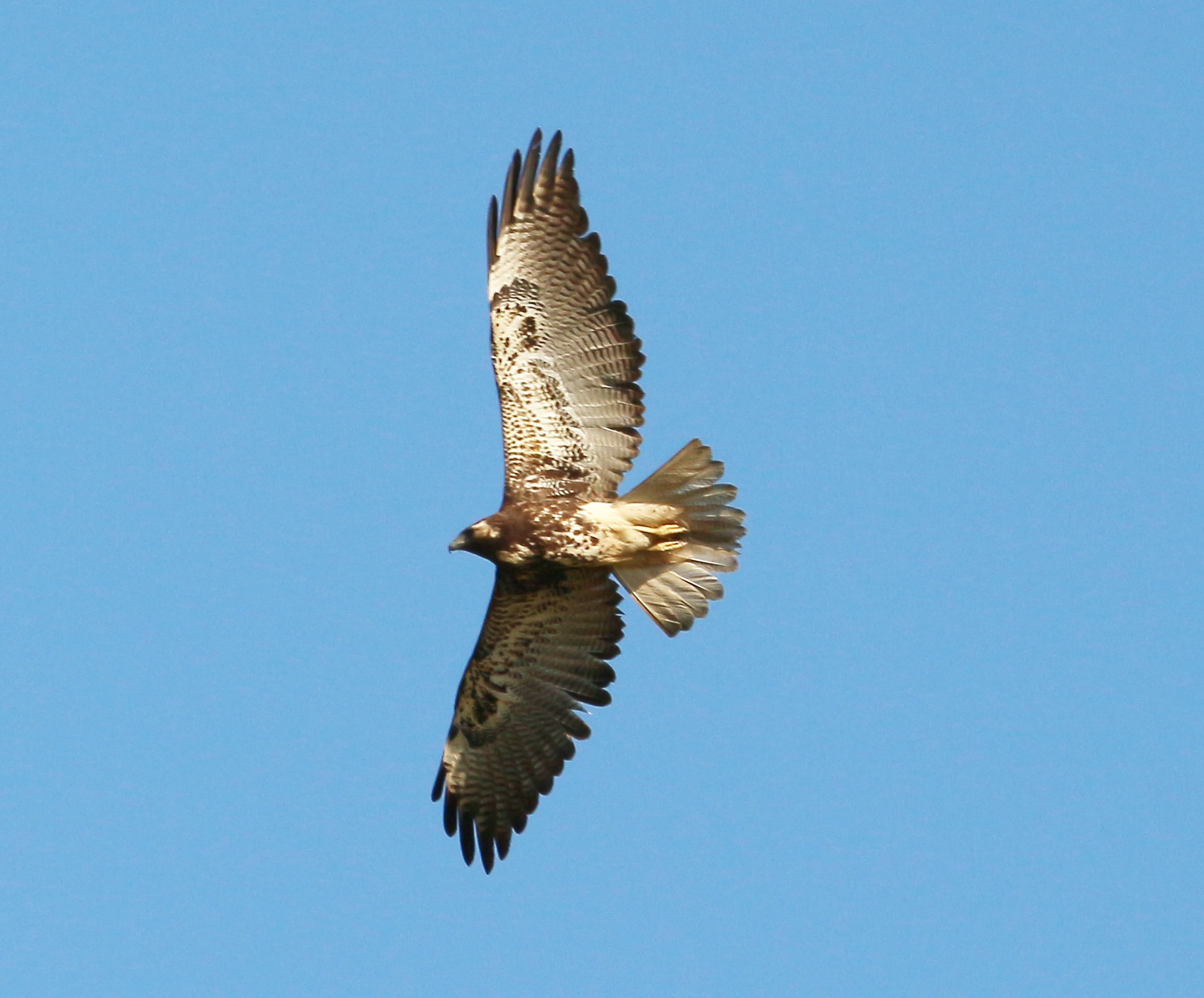 Canon EF-S 55-250mm F4-5.6 IS STM sample photo