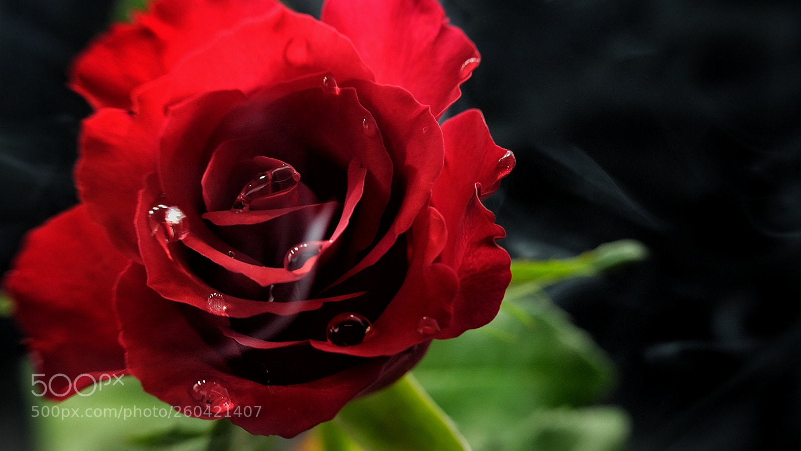 Fujifilm X-T10 sample photo. Rose 2 photography