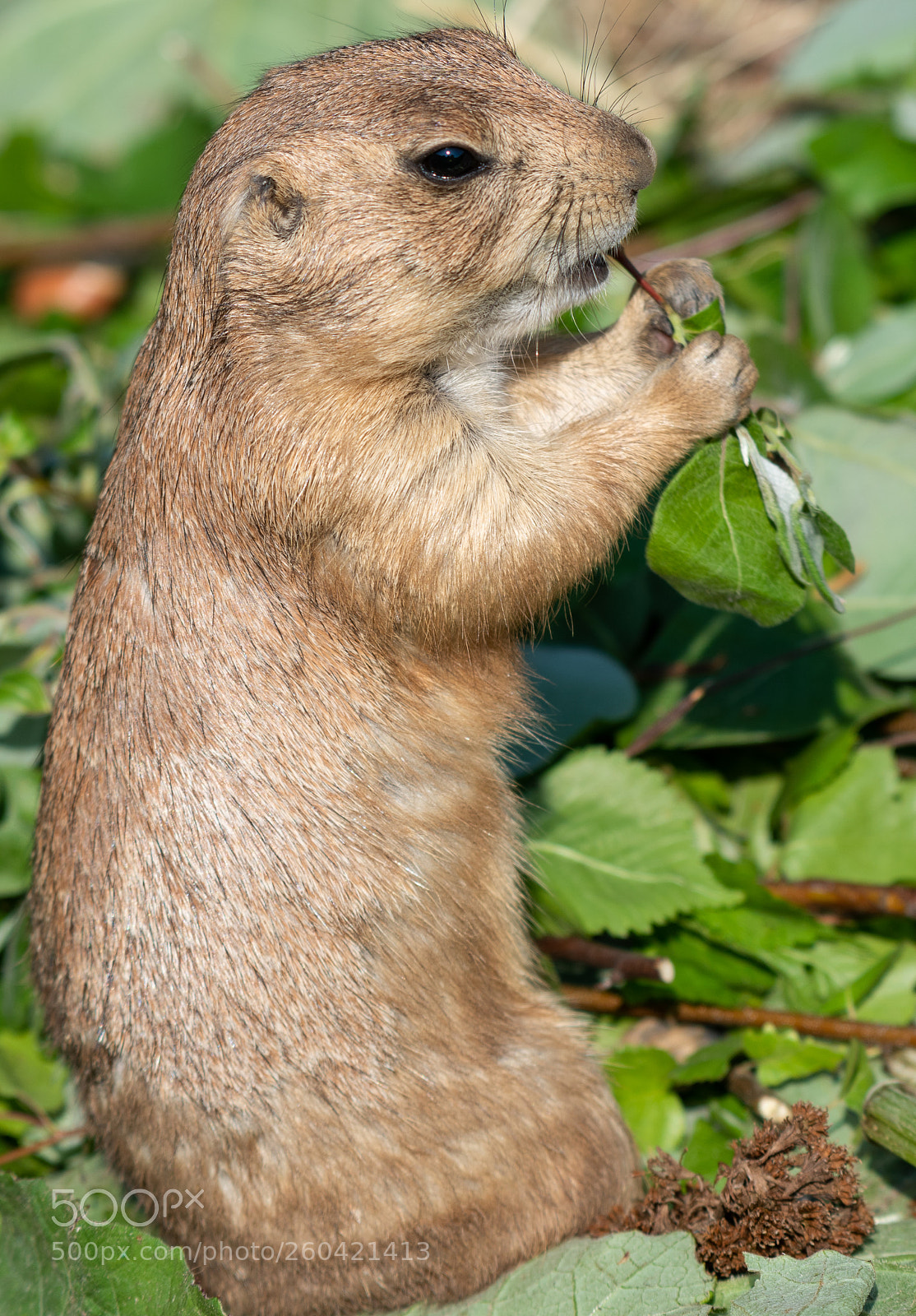 Nikon D810 sample photo. Snacktime photography