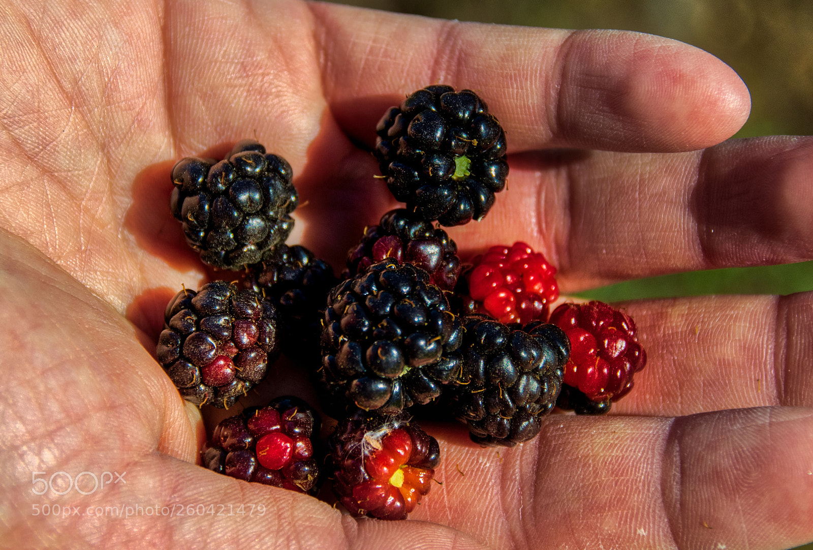 Pentax K-3 II sample photo. Fresno photography