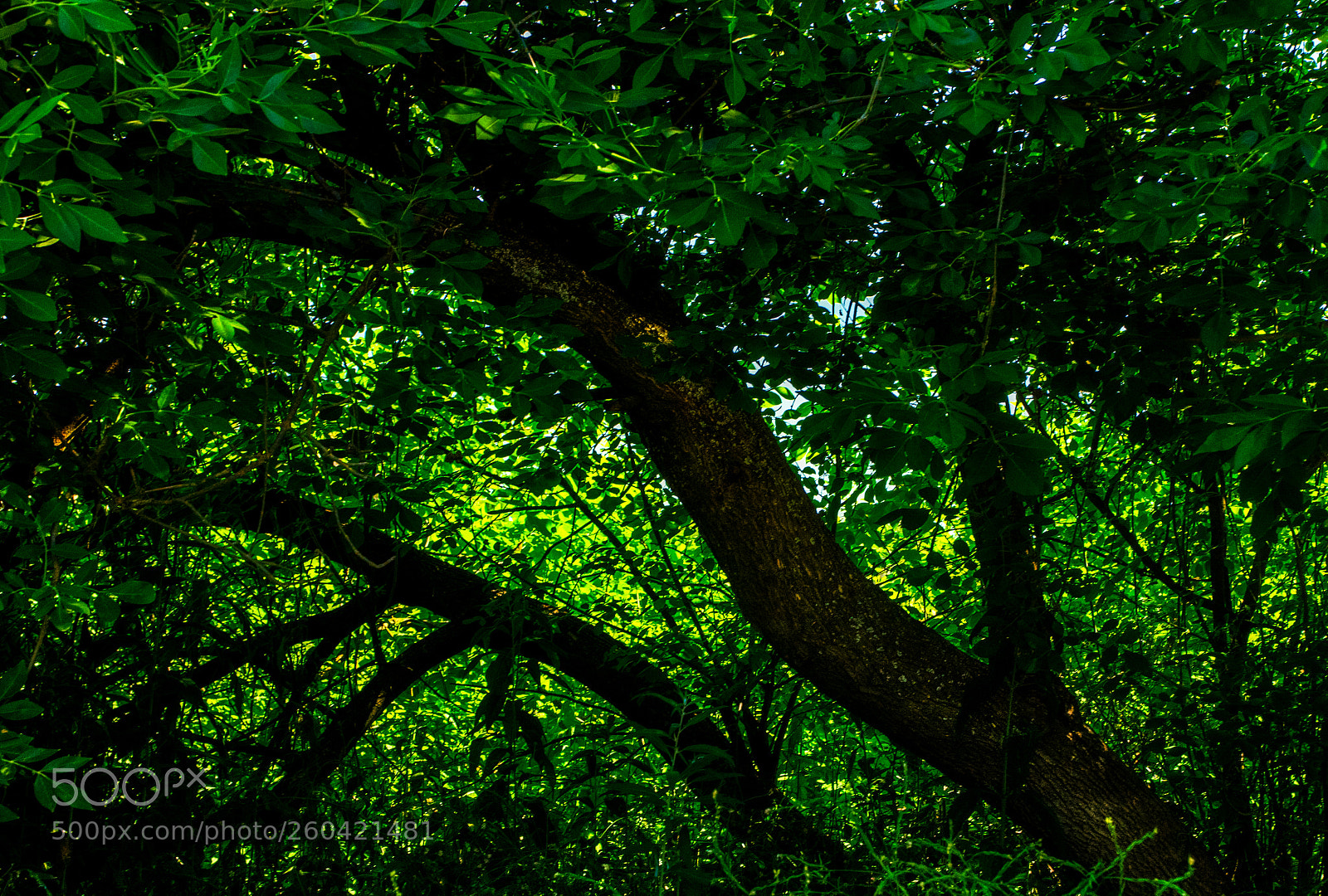 Pentax K-3 II sample photo. Fresno photography