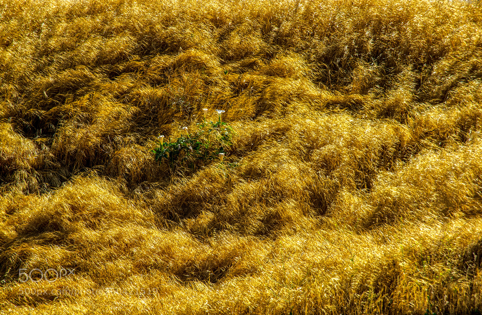 Pentax K-3 II sample photo. Fresno photography