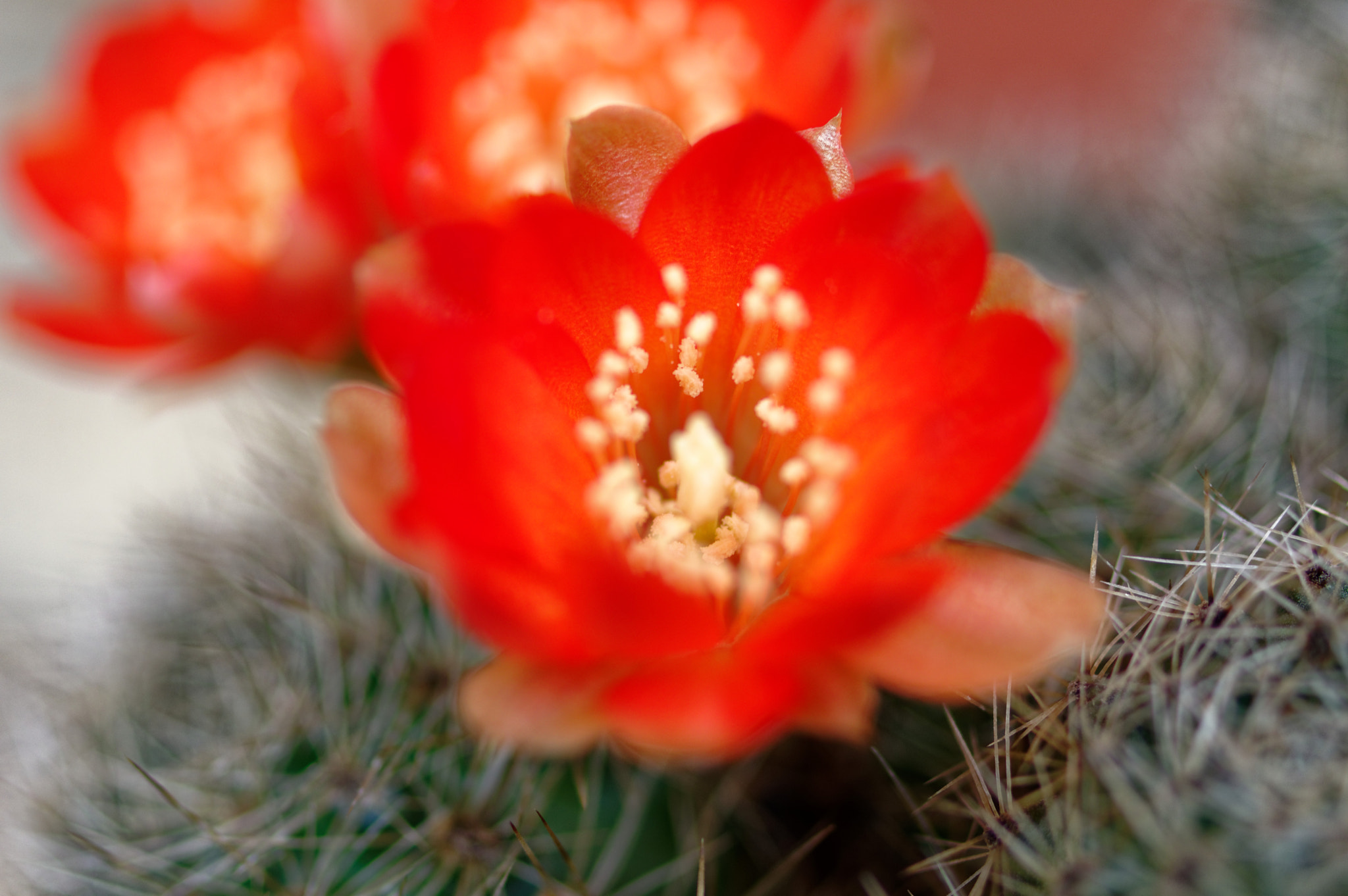 Pentax K-3 II sample photo. Pentax k3 11 50mm macro . cactus photography