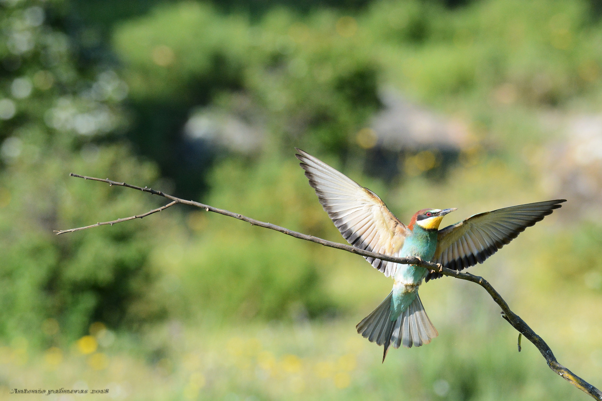 Nikon D7100 + Sigma 150-600mm F5-6.3 DG OS HSM | S sample photo. Aterrizajes 3 photography