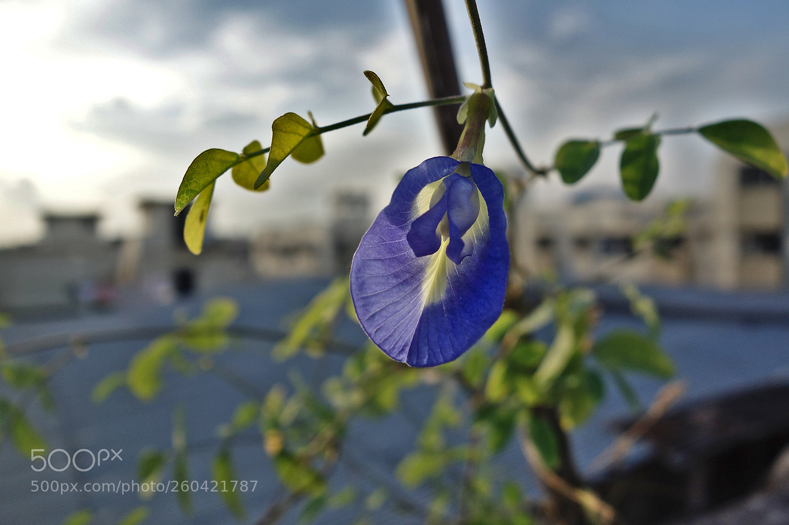 Sony Cyber-shot DSC-RX100 sample photo. Resting in cold sun photography