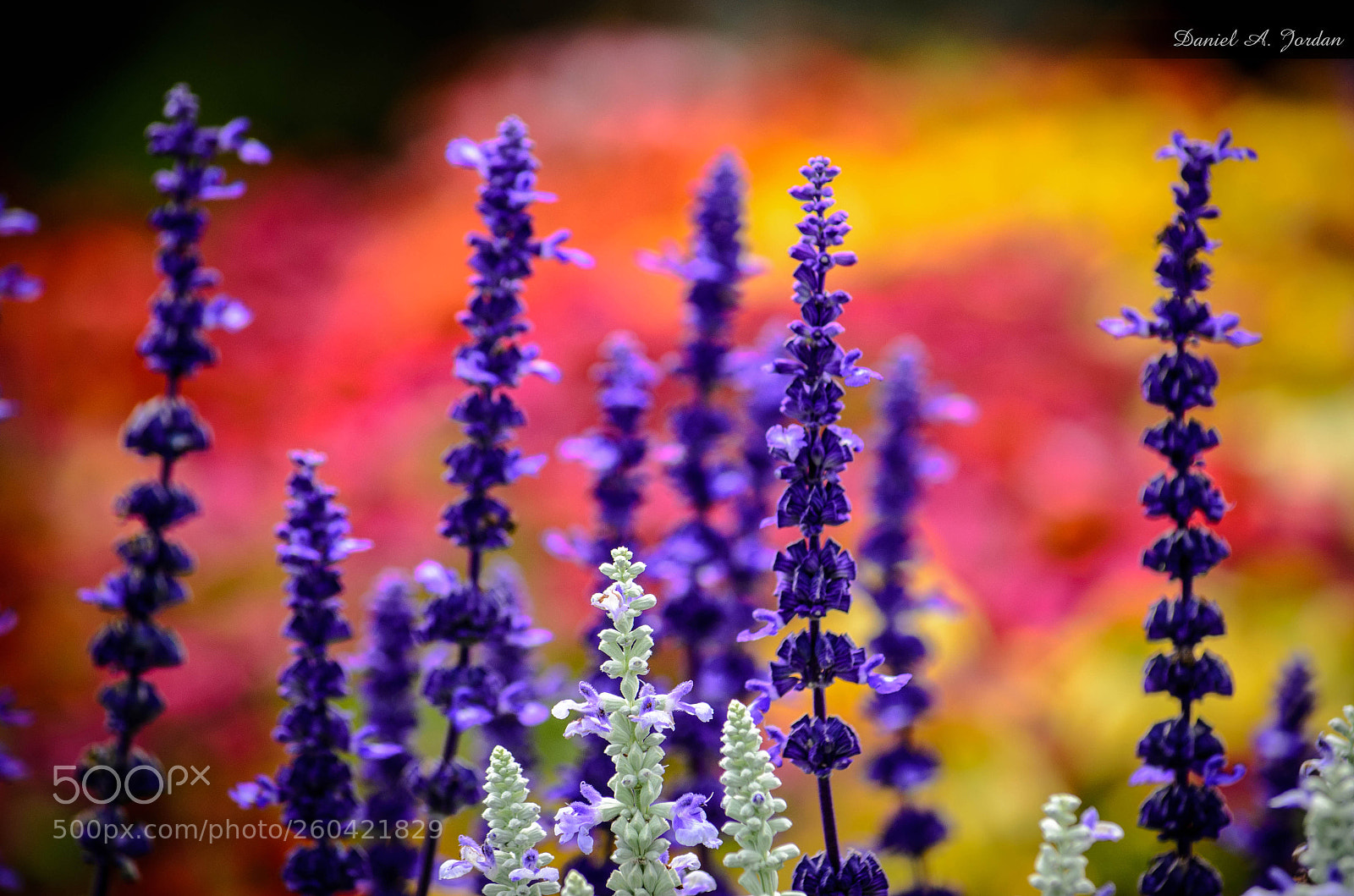 Nikon D5100 sample photo. Rainbow garden photography