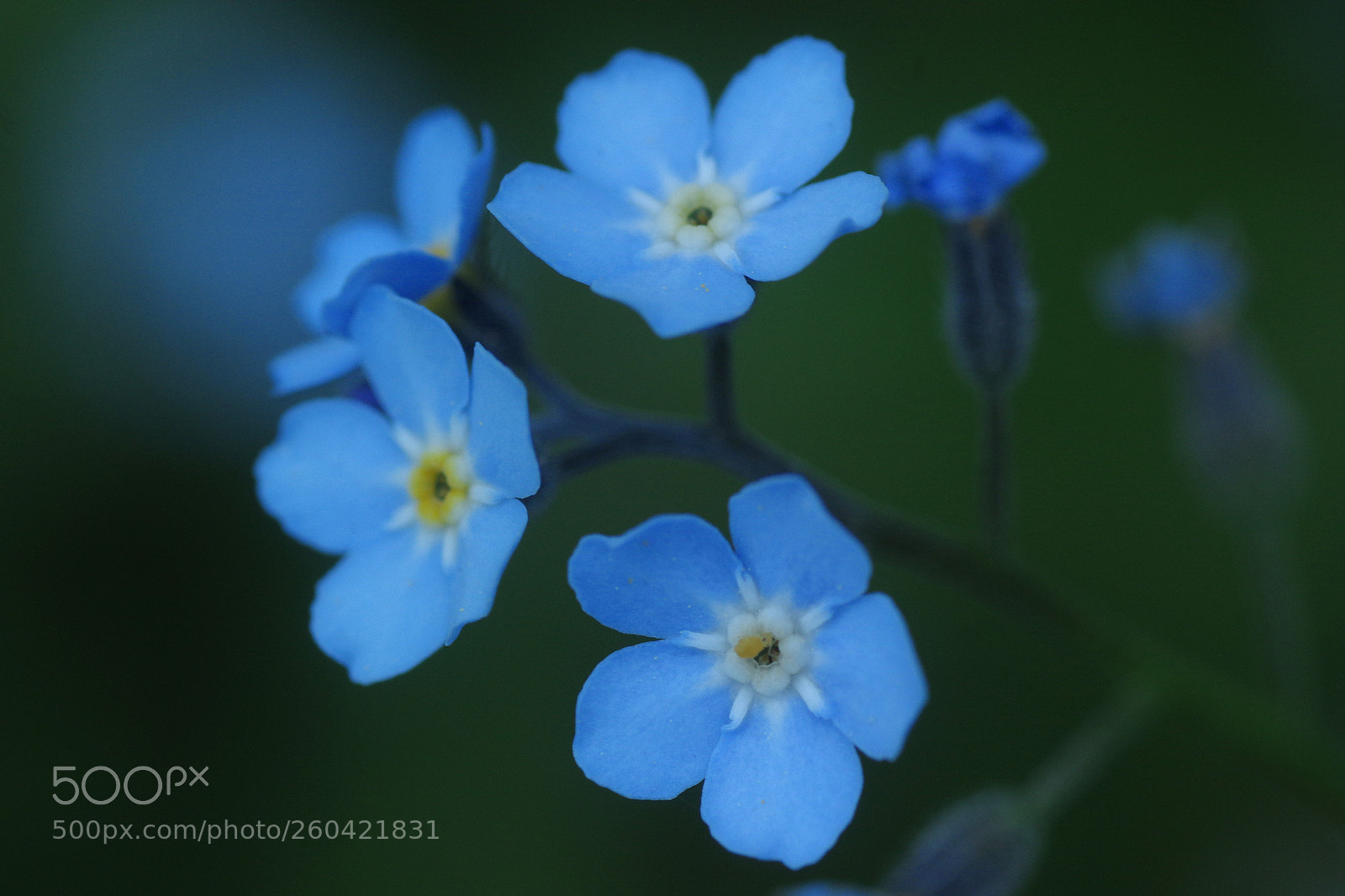 Pentax K-3 sample photo. Forget-me-not photography