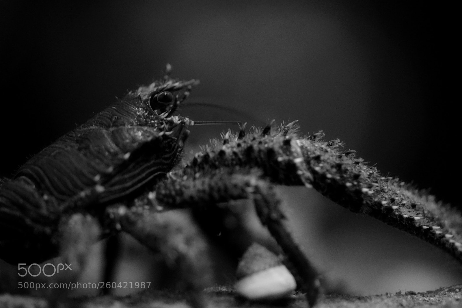 Sony a7 II sample photo. Red crab photography