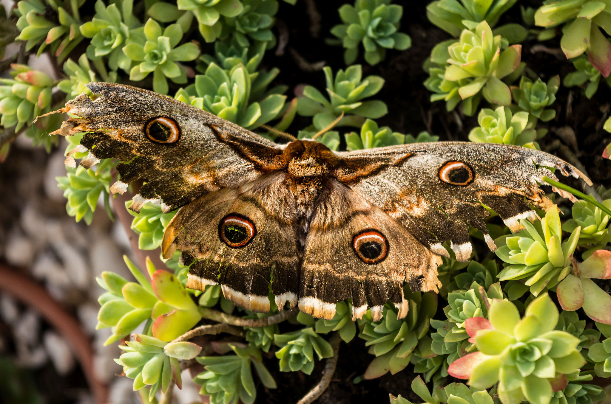 Pentax K-5 II sample photo. Butterfly photography