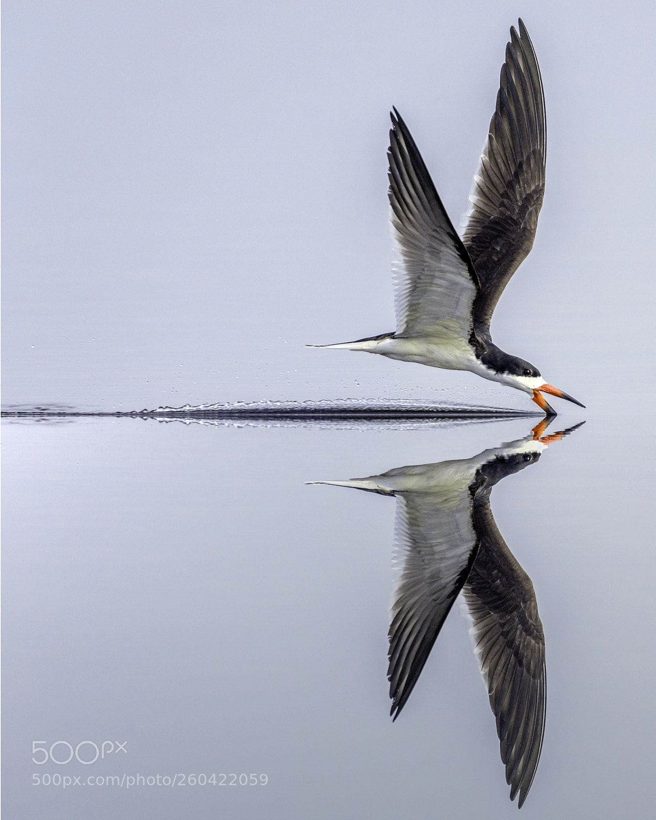 Nikon D810 sample photo. Black skimmer photography