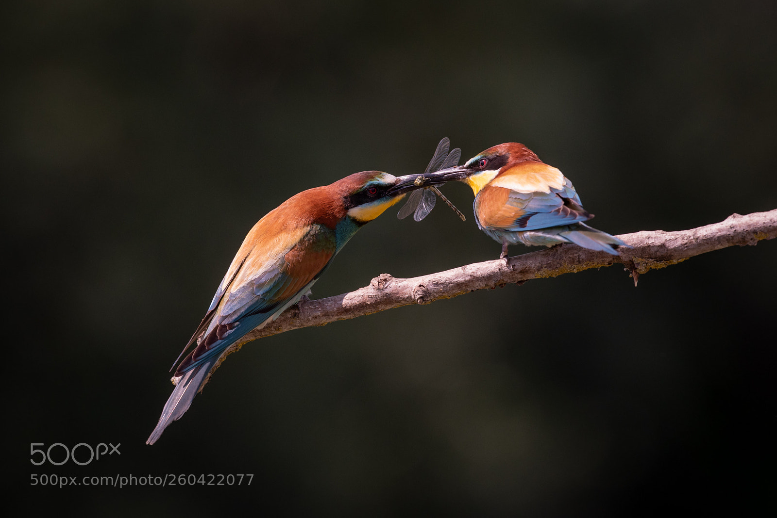 Nikon D750 sample photo. Season of bee-eater photography