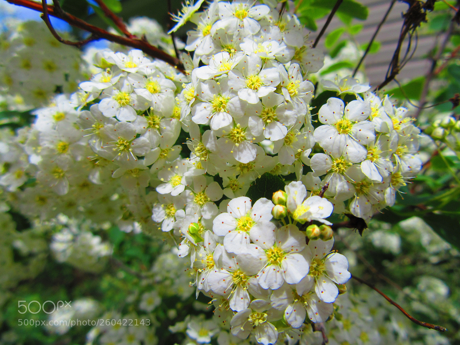 Canon PowerShot SX610 HS sample photo. White flowers photography