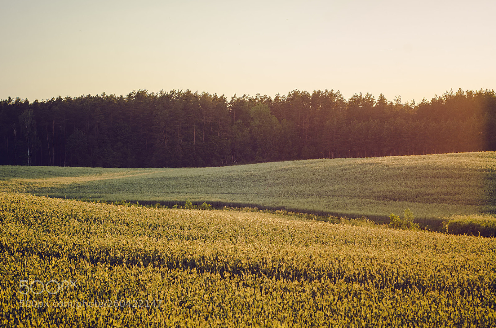 Nikon D7000 sample photo. Fields of patryki. warmia. photography