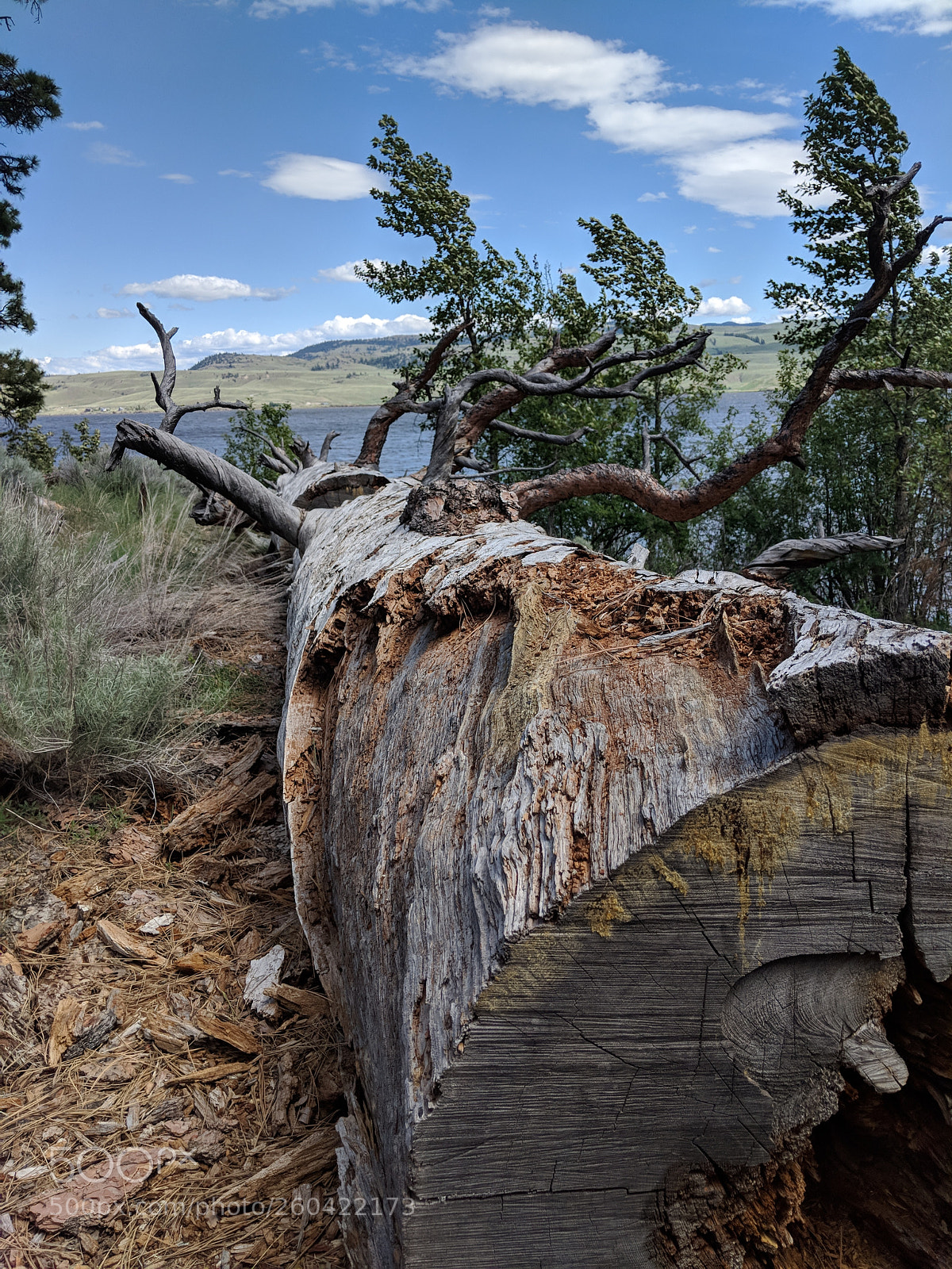 Google Pixel 2 sample photo. Twisted tree photography