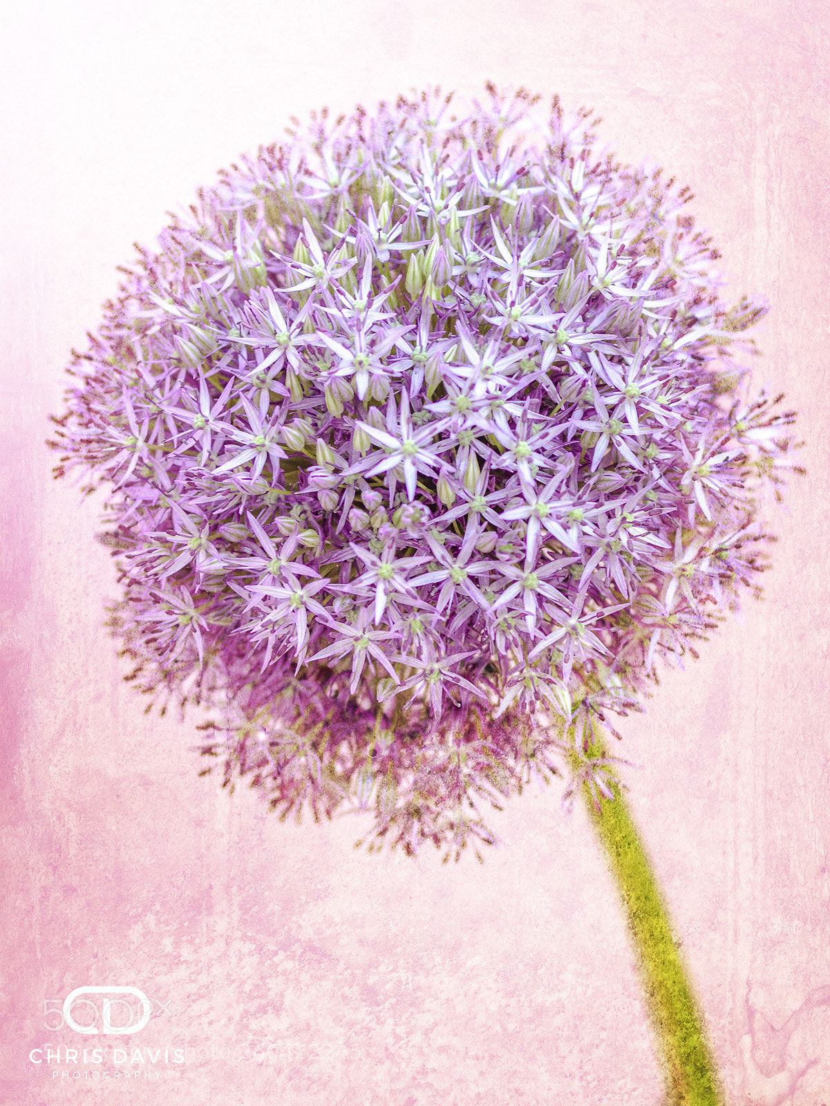 Canon EOS 50D sample photo. Allium photography