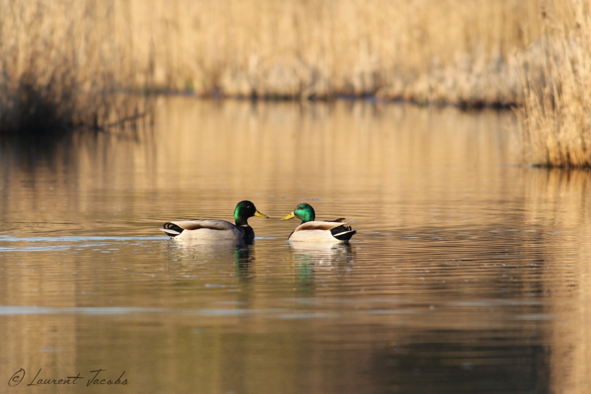 Canon EF 400mm F5.6L USM sample photo. Bain d'huile photography