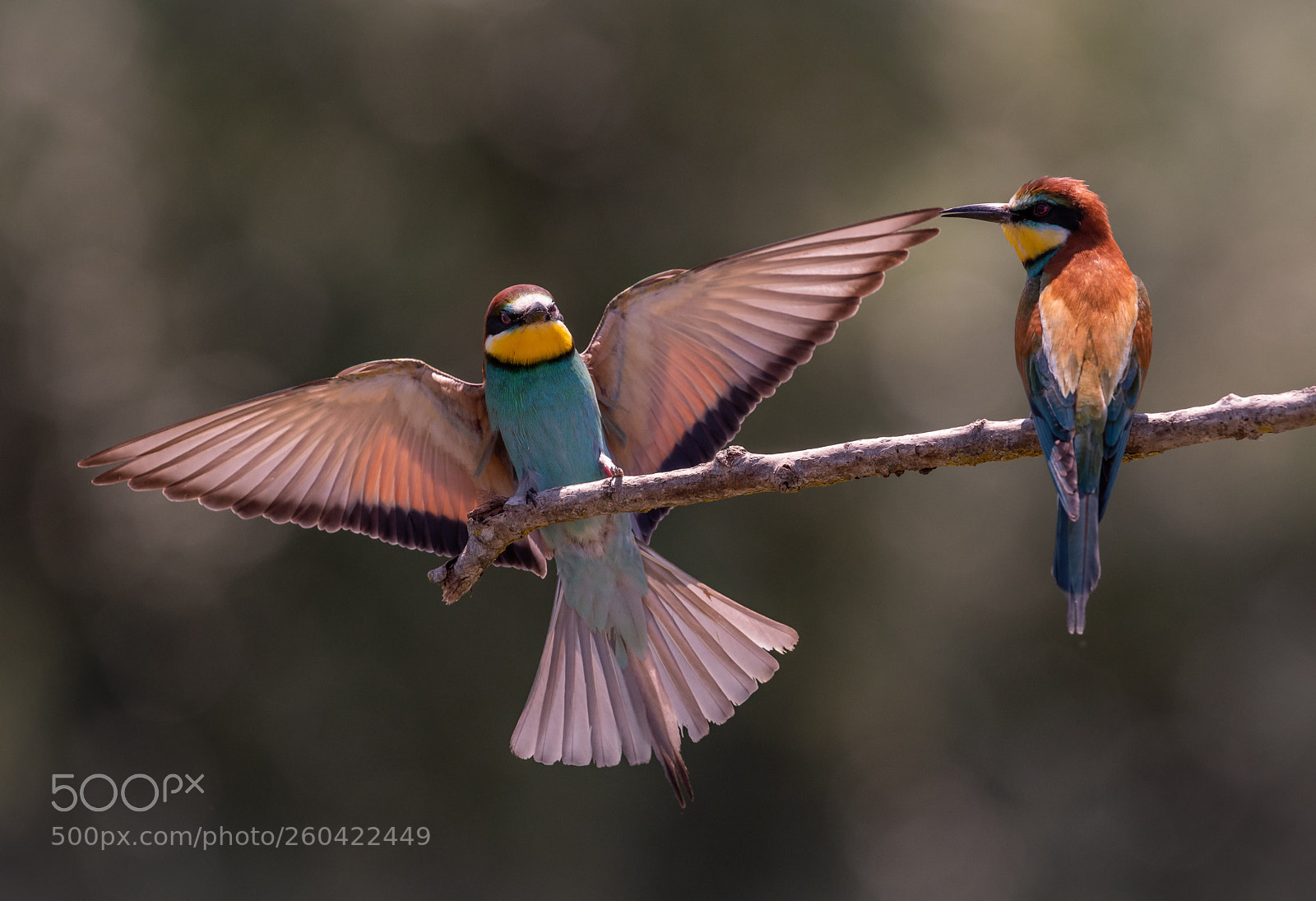 Nikon D750 sample photo. Season of bee-eater photography