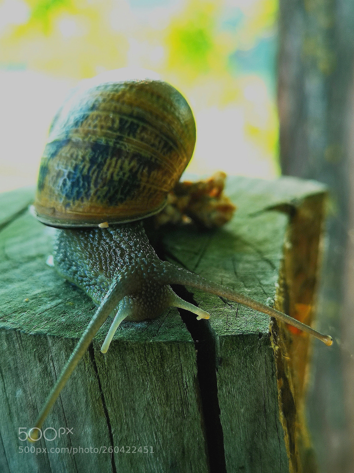 HUAWEI CLT-L09 sample photo. Cargol treubanya photography