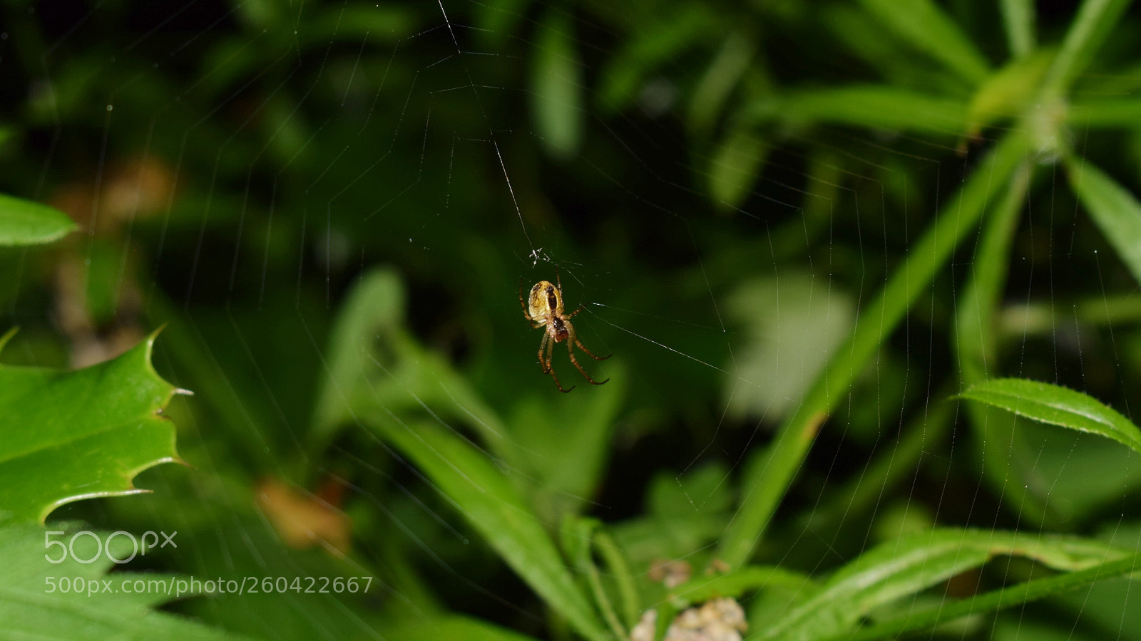Nikon D5300 sample photo. Incy wincy spider ?? photography