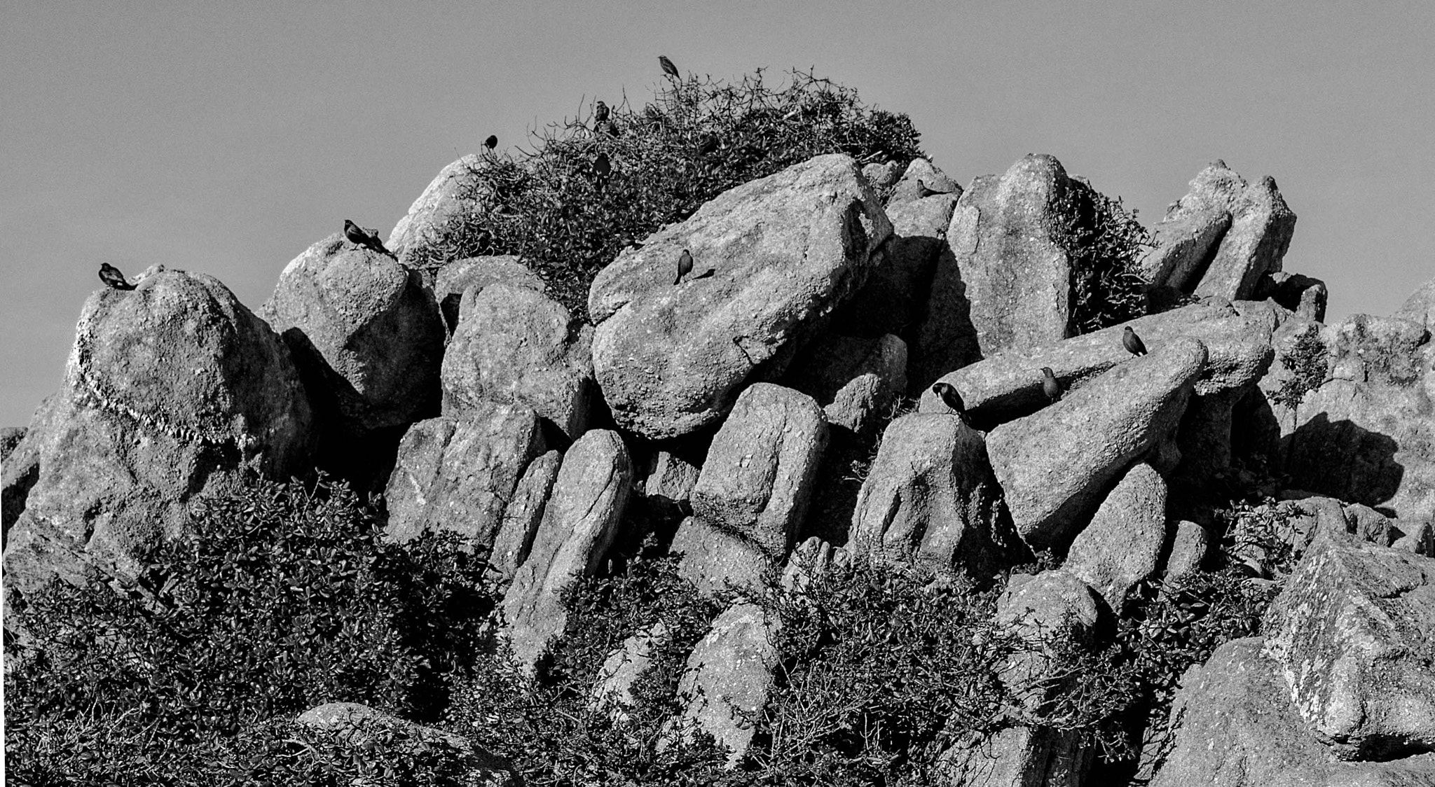 Leica M (Typ 240) sample photo. Monterey 12 birds photography