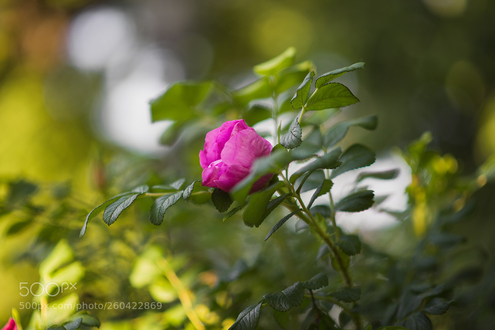 Nikon D610 sample photo. Untitled photography