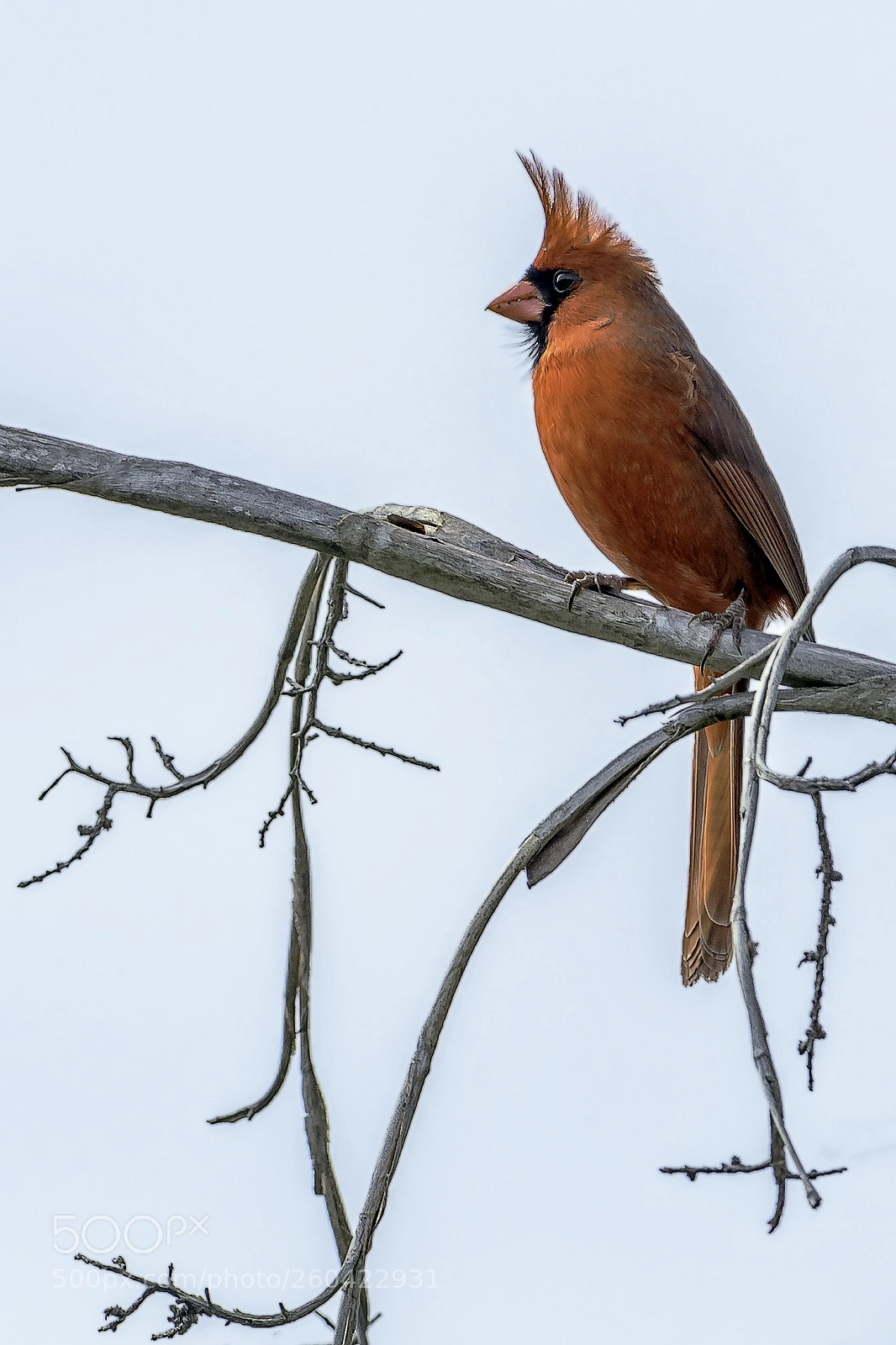 Nikon D500 sample photo. Cardinal photography