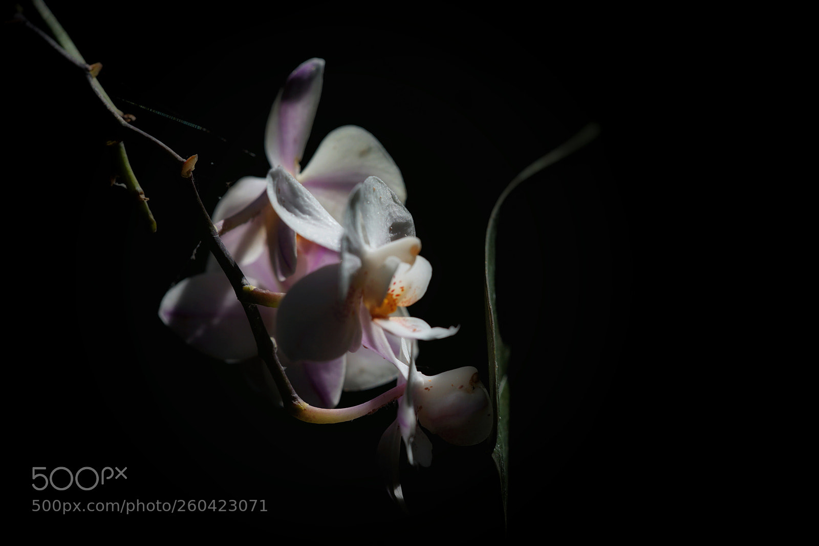 Sony a7 II sample photo. Spot light photography