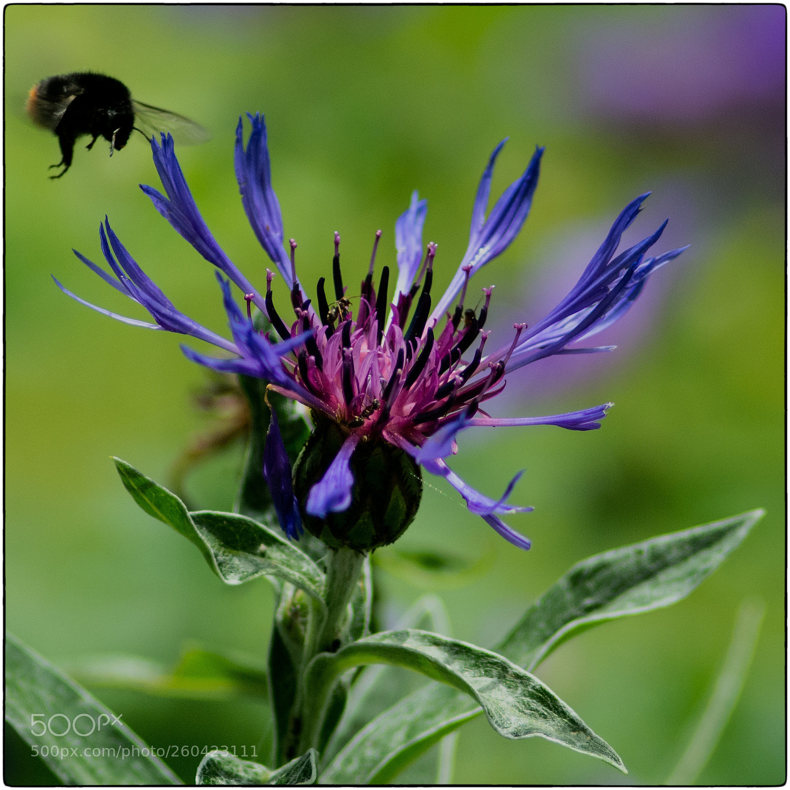 Nikon D7100 sample photo. Feeding time photography