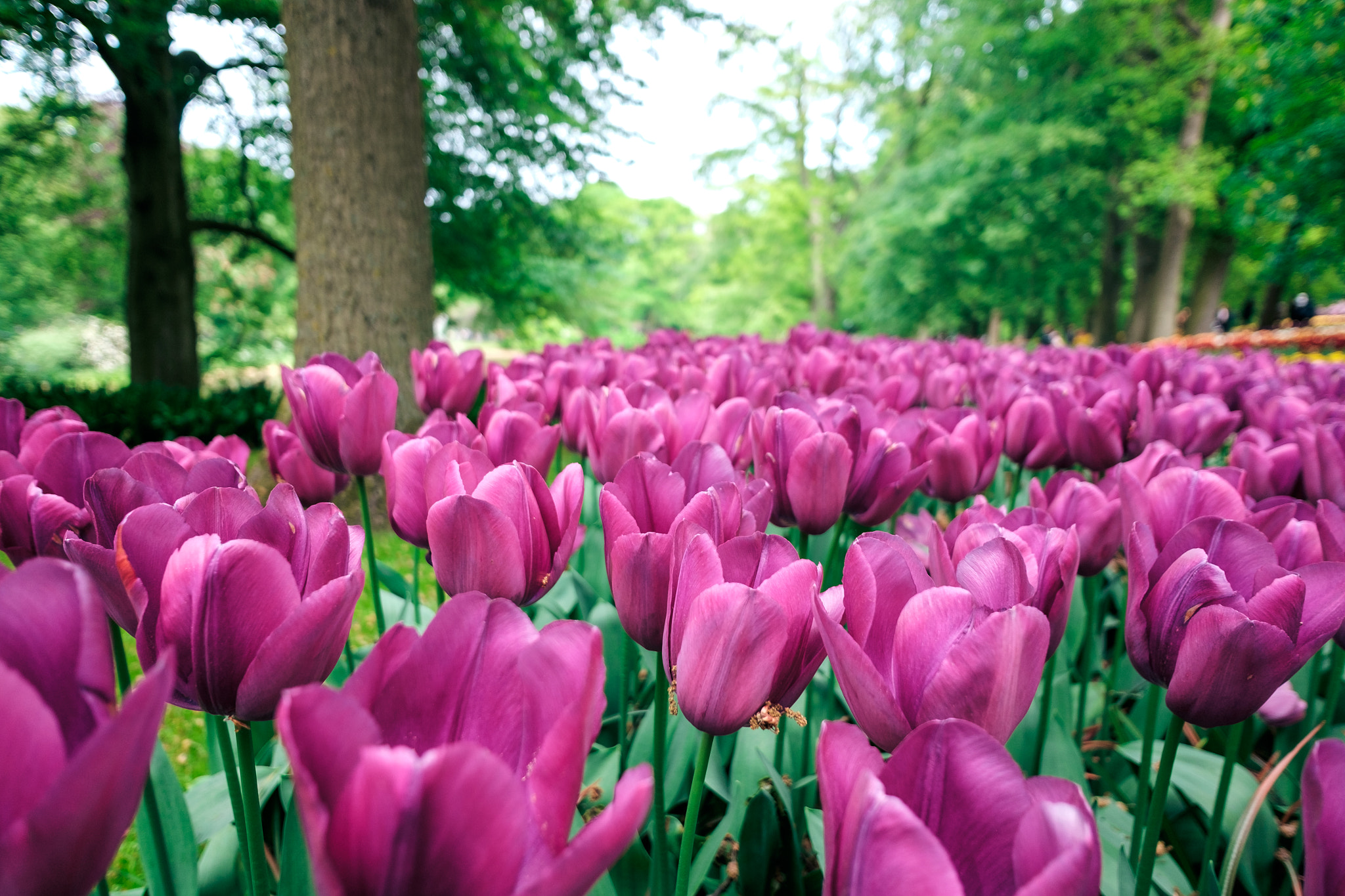 Fujifilm X70 sample photo. Tulips photography