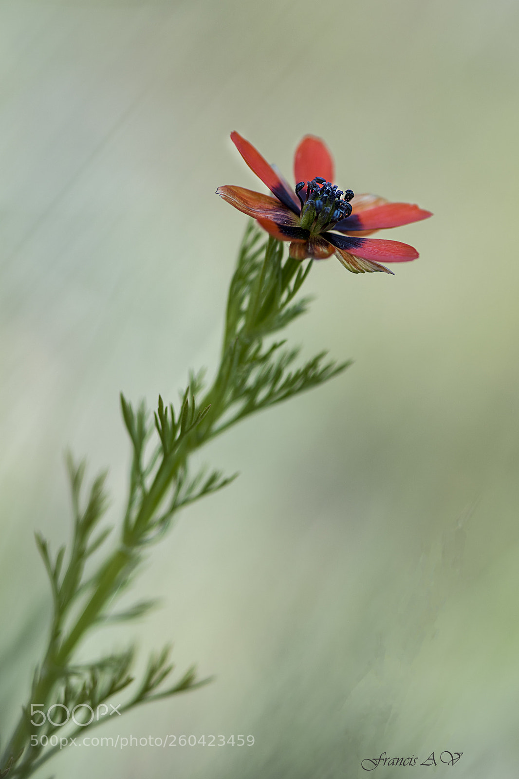Nikon D5500 sample photo. Macro photography