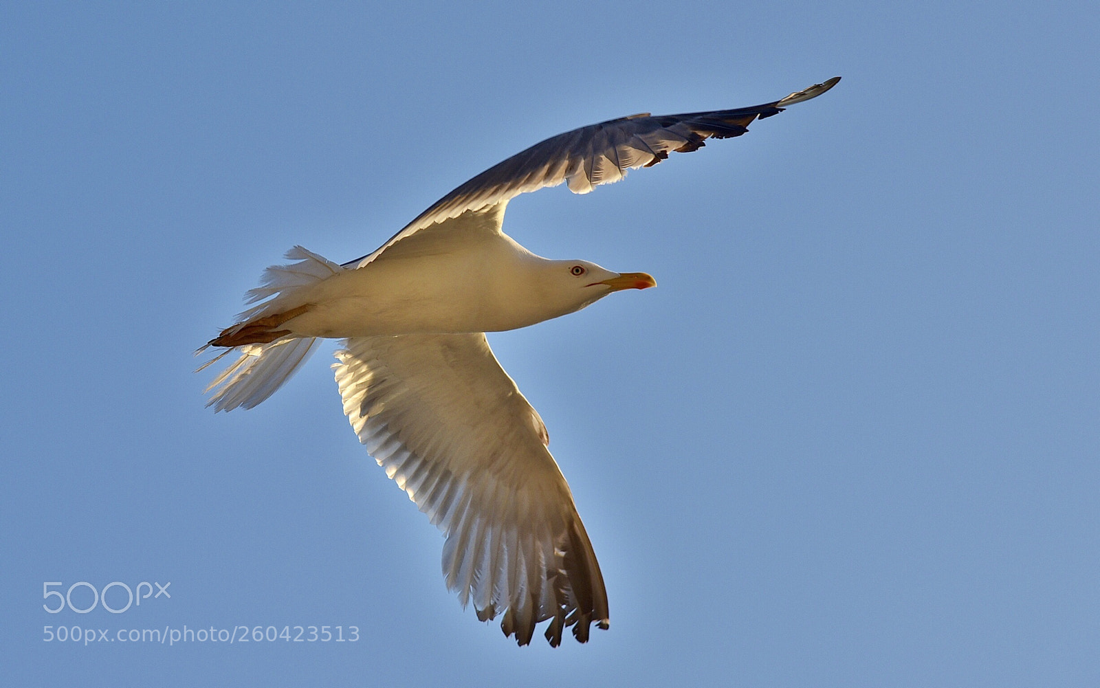 Nikon D750 sample photo. Seagull in flight photography