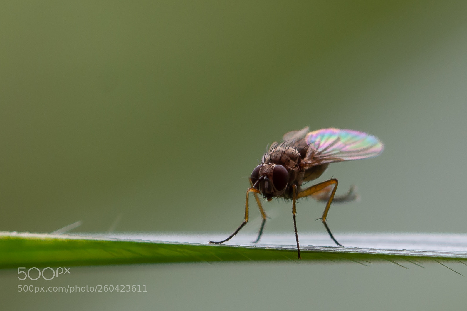 Nikon D7200 sample photo. A little fly cleaning photography