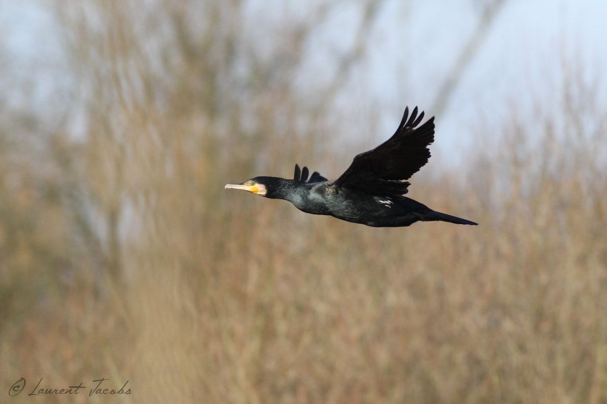 Canon EF 400mm F5.6L USM sample photo. Le grand cormoran photography