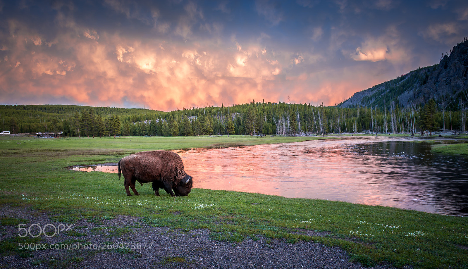 Nikon D7100 sample photo. A bison at the photography