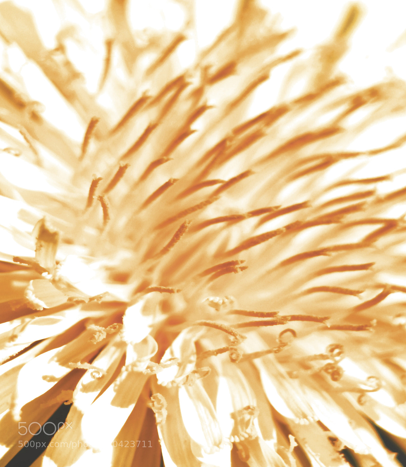 Canon EOS 700D (EOS Rebel T5i / EOS Kiss X7i) sample photo. Dandelion pollen photography