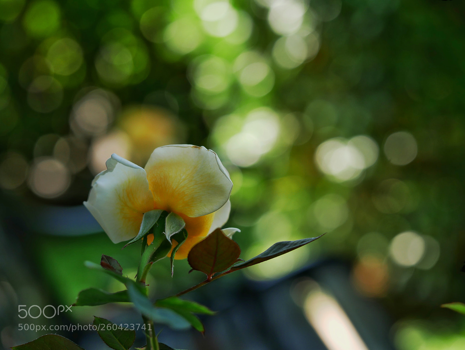 Panasonic Lumix DMC-GX85 (Lumix DMC-GX80 / Lumix DMC-GX7 Mark II) sample photo. ... photography